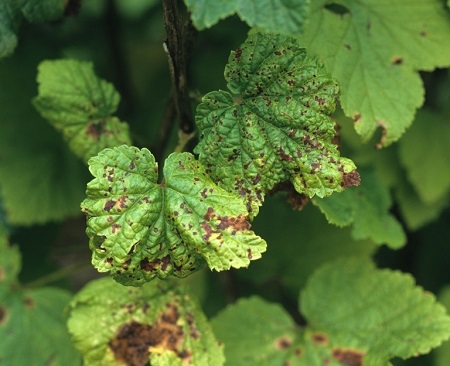 antraknoza ribezle